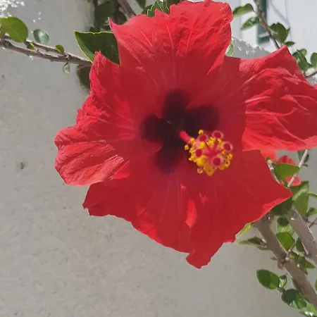 Naxos Sea Breeze Σπίτι διακοπών Naxos City